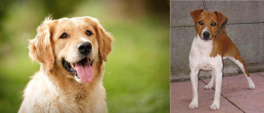 Plummer Terrier vs Golden Retriever - Breed Comparison