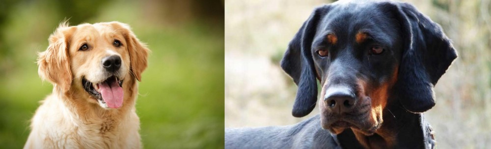 Polish Hunting Dog vs Golden Retriever - Breed Comparison