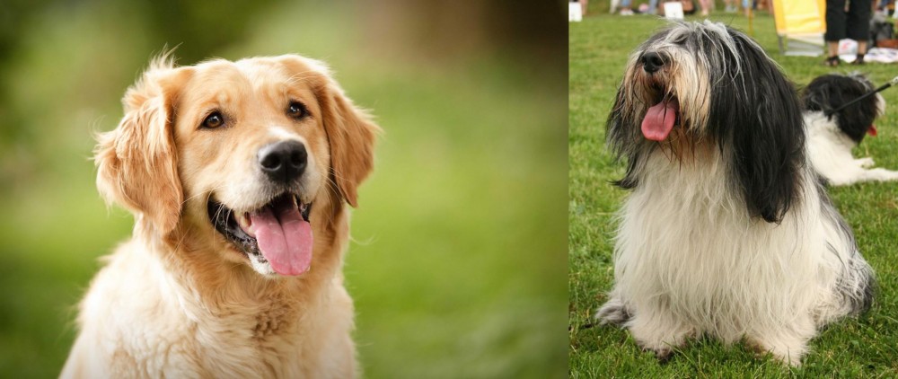 Polish Lowland Sheepdog vs Golden Retriever - Breed Comparison