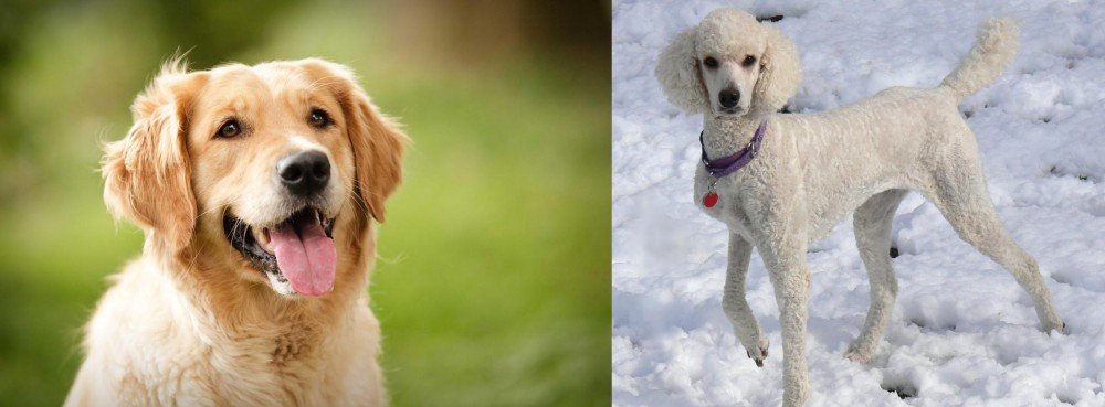 Poodle vs Golden Retriever - Breed Comparison
