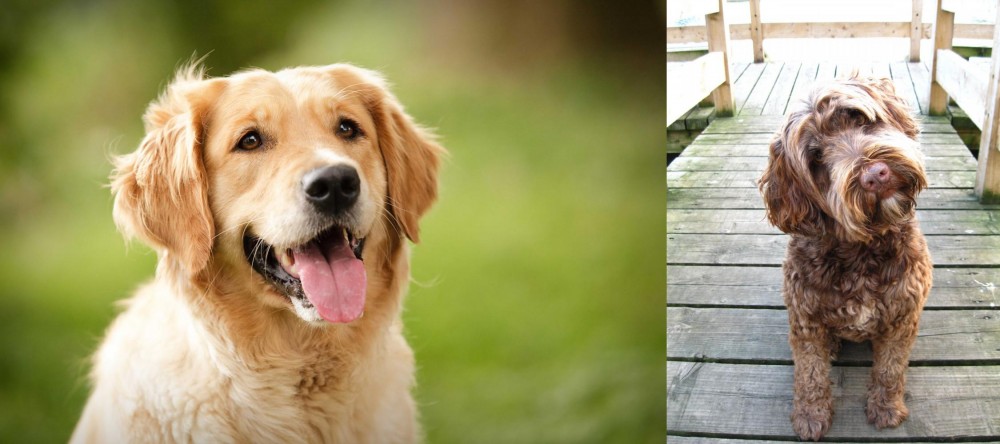 Portuguese Water Dog vs Golden Retriever - Breed Comparison