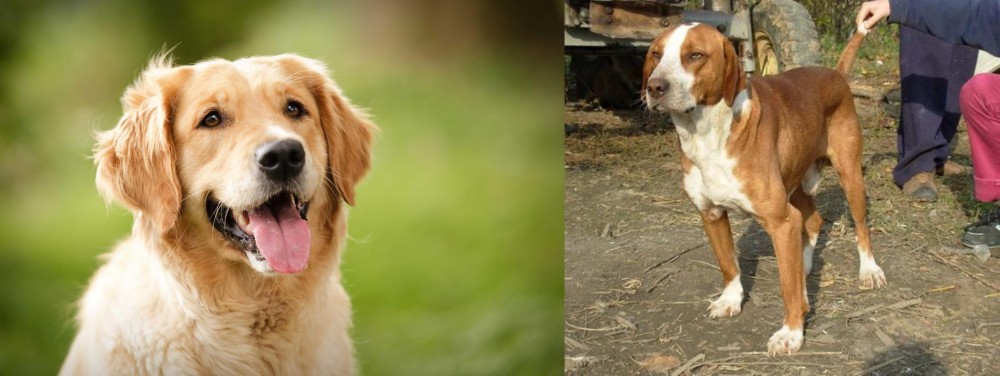 Posavac Hound vs Golden Retriever - Breed Comparison