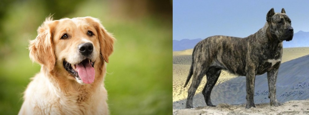 Presa Canario vs Golden Retriever - Breed Comparison