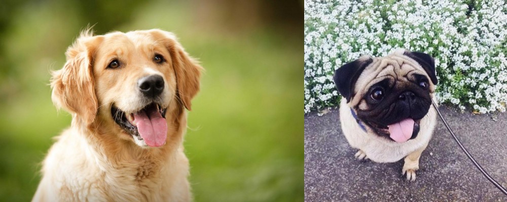 Pug vs Golden Retriever - Breed Comparison