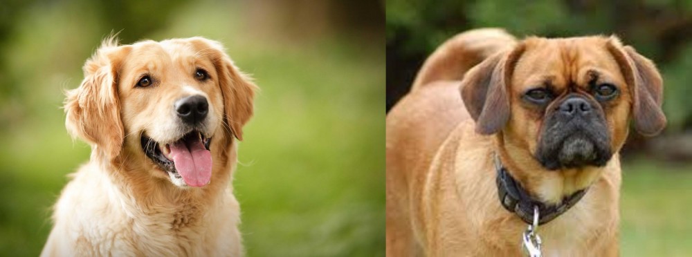 Pugalier vs Golden Retriever - Breed Comparison