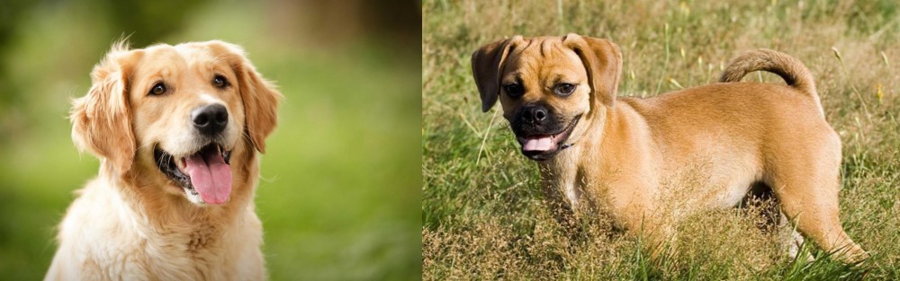 Puggle vs Golden Retriever - Breed Comparison
