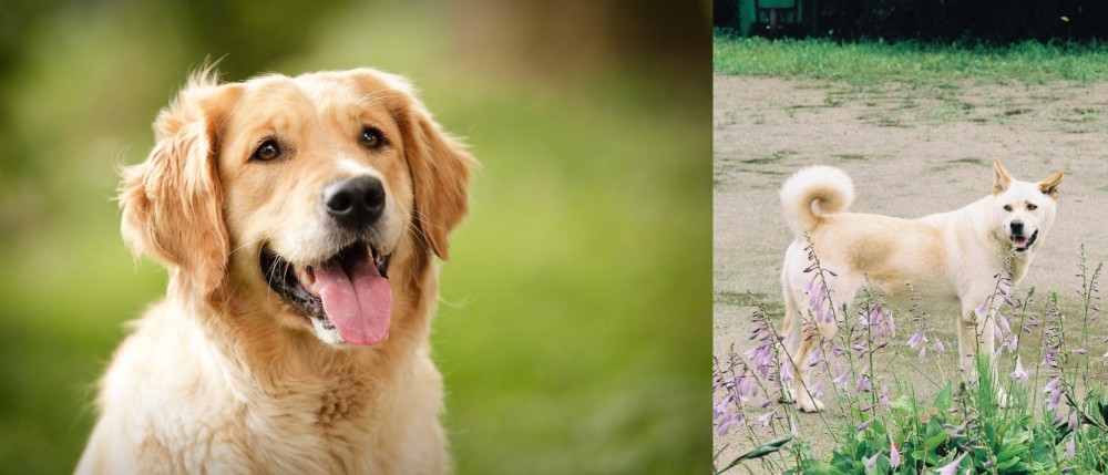Pungsan Dog vs Golden Retriever - Breed Comparison