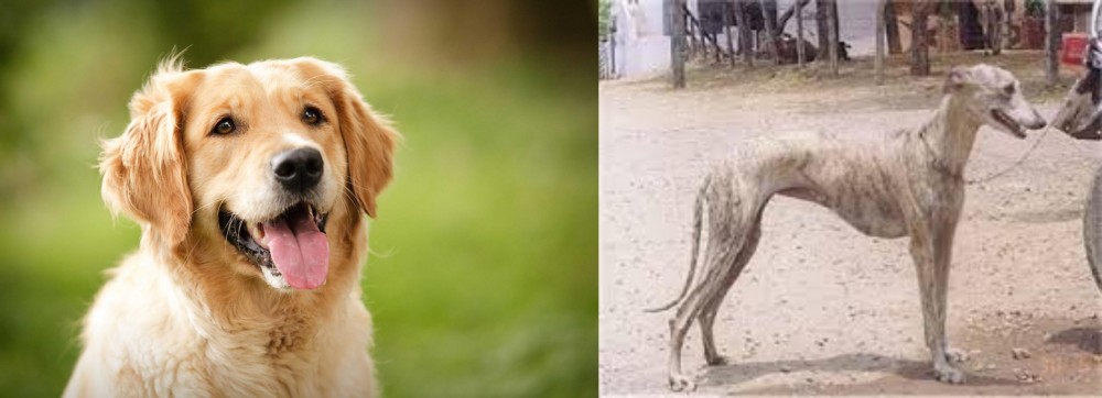 Rampur Greyhound vs Golden Retriever - Breed Comparison