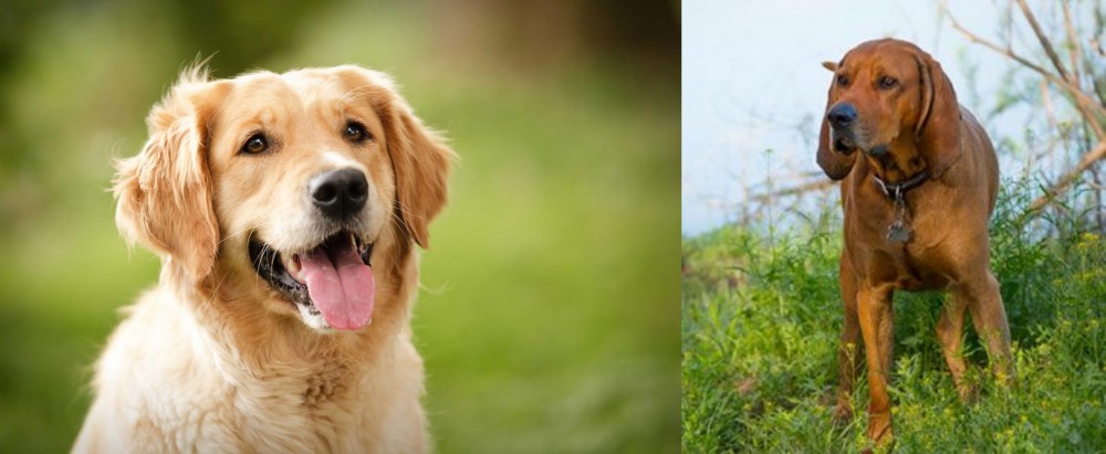 Redbone Coonhound vs Golden Retriever - Breed Comparison