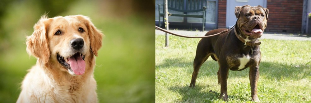 Renascence Bulldogge vs Golden Retriever - Breed Comparison