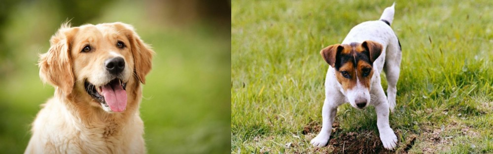 Russell Terrier vs Golden Retriever - Breed Comparison