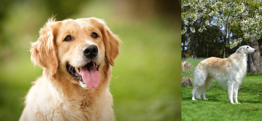 Russian Hound vs Golden Retriever - Breed Comparison