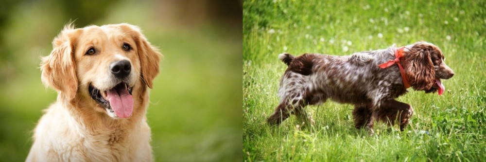Russian Spaniel vs Golden Retriever - Breed Comparison