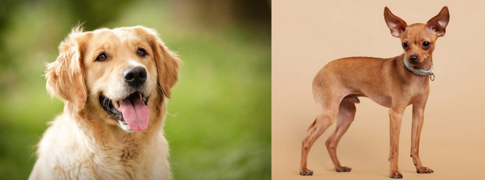 Russian Toy Terrier vs Golden Retriever - Breed Comparison