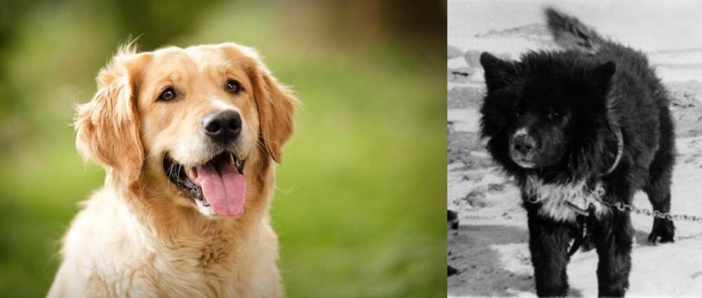 Sakhalin Husky vs Golden Retriever - Breed Comparison