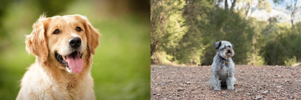Schnoodle vs Golden Retriever - Breed Comparison