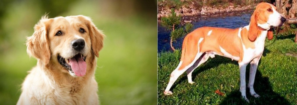 Schweizer Laufhund vs Golden Retriever - Breed Comparison