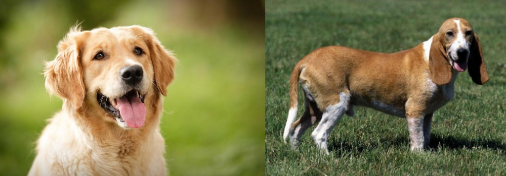 Schweizer Niederlaufhund vs Golden Retriever - Breed Comparison
