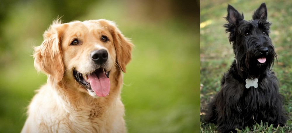 Scoland Terrier vs Golden Retriever - Breed Comparison