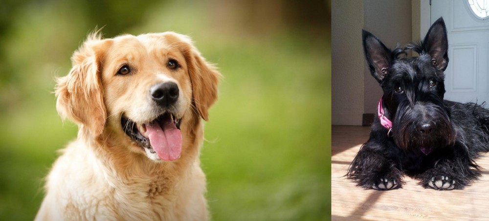 Scottish Terrier vs Golden Retriever - Breed Comparison