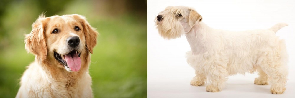 Sealyham Terrier vs Golden Retriever - Breed Comparison