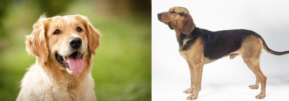 Serbian Hound vs Golden Retriever - Breed Comparison