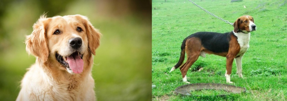 Serbian Tricolour Hound vs Golden Retriever - Breed Comparison