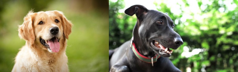 Shepard Labrador vs Golden Retriever - Breed Comparison