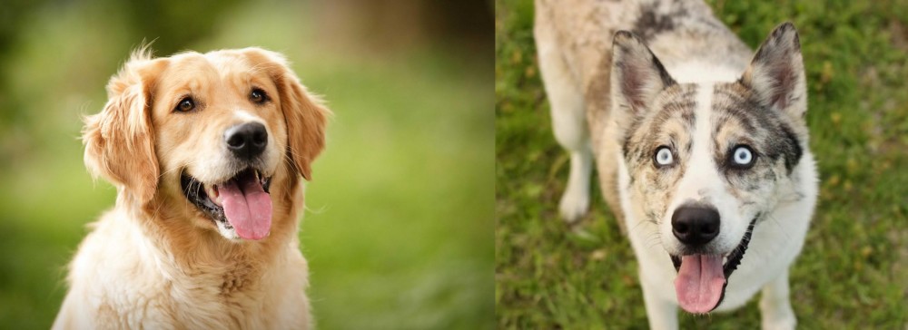 Shepherd Husky vs Golden Retriever - Breed Comparison