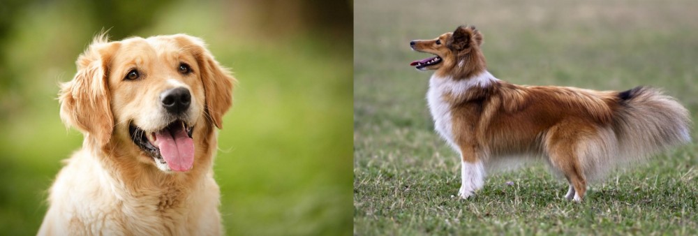 Shetland Sheepdog vs Golden Retriever - Breed Comparison