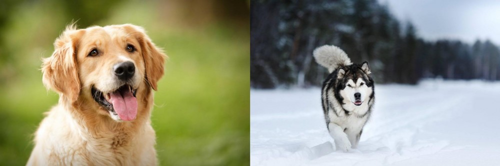 Siberian Husky vs Golden Retriever - Breed Comparison