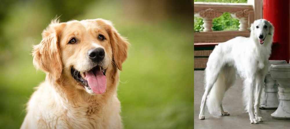 Silken Windhound vs Golden Retriever - Breed Comparison