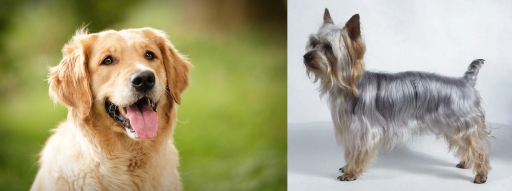 Silky Terrier vs Golden Retriever - Breed Comparison