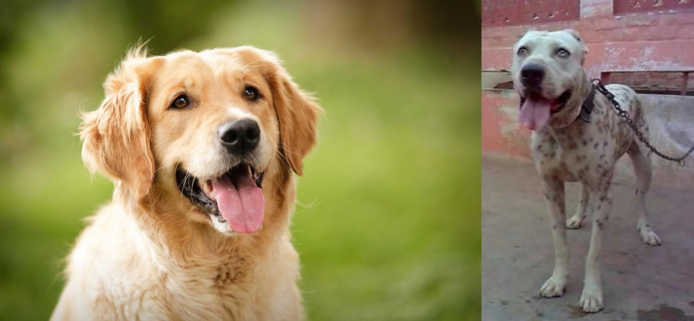 Sindh Mastiff vs Golden Retriever - Breed Comparison