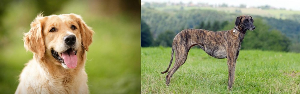 Sloughi vs Golden Retriever - Breed Comparison