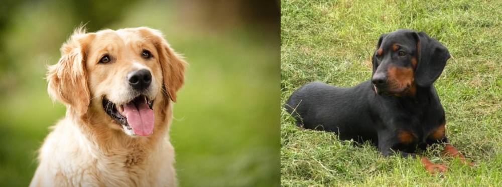 Slovakian Hound vs Golden Retriever - Breed Comparison