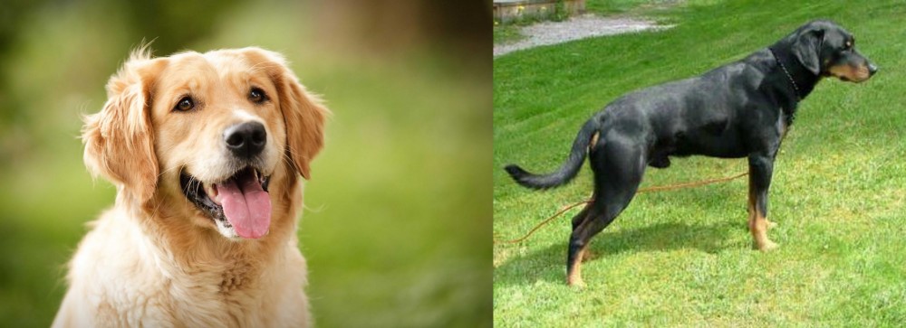 Smalandsstovare vs Golden Retriever - Breed Comparison