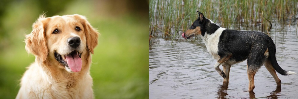 Smooth Collie vs Golden Retriever - Breed Comparison