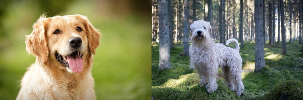Soft-Coated Wheaten Terrier vs Golden Retriever - Breed Comparison