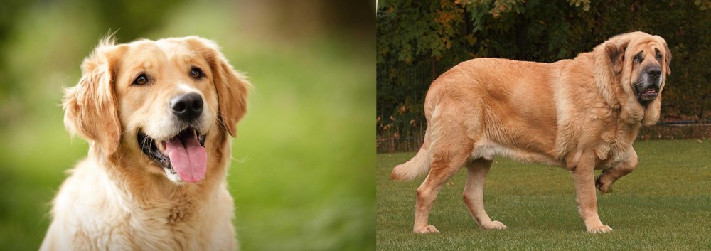 Spanish Mastiff vs Golden Retriever - Breed Comparison