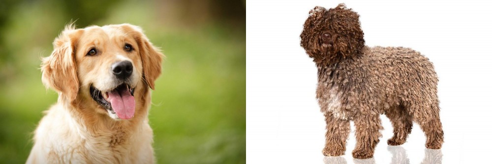 Spanish Water Dog vs Golden Retriever - Breed Comparison