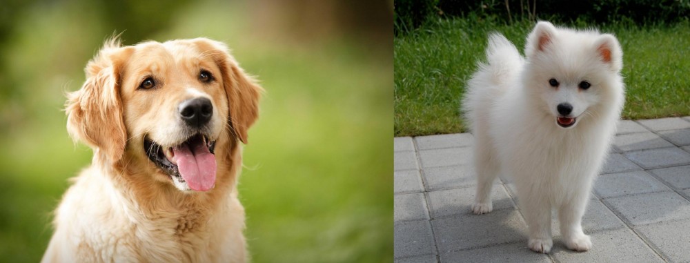 Spitz vs Golden Retriever - Breed Comparison