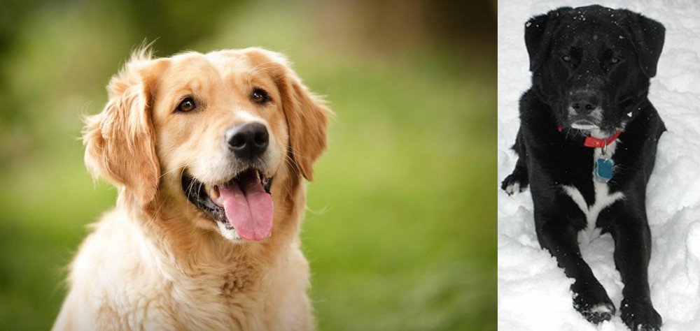 St. John's Water Dog vs Golden Retriever - Breed Comparison
