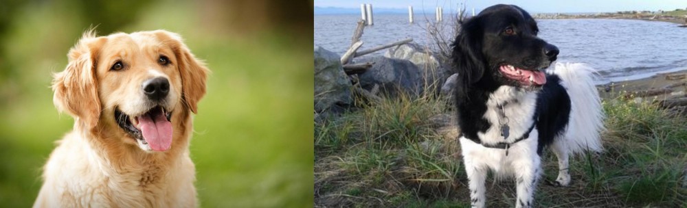 Stabyhoun vs Golden Retriever - Breed Comparison