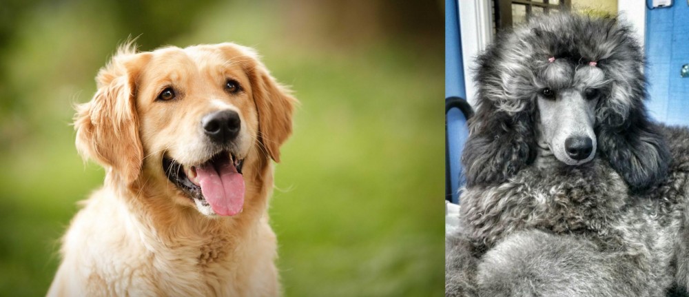 Standard Poodle vs Golden Retriever - Breed Comparison