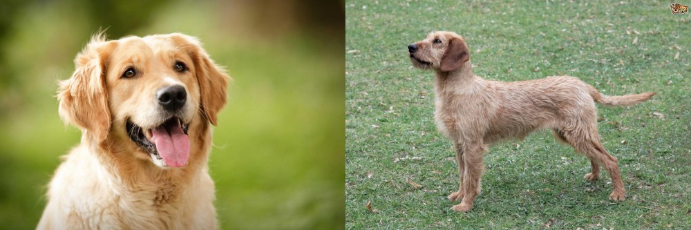 Styrian Coarse Haired Hound vs Golden Retriever - Breed Comparison