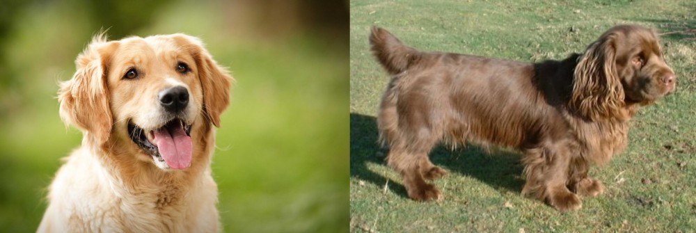 Sussex Spaniel vs Golden Retriever - Breed Comparison