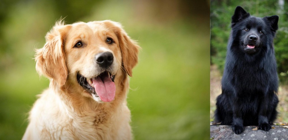 Swedish Lapphund vs Golden Retriever - Breed Comparison