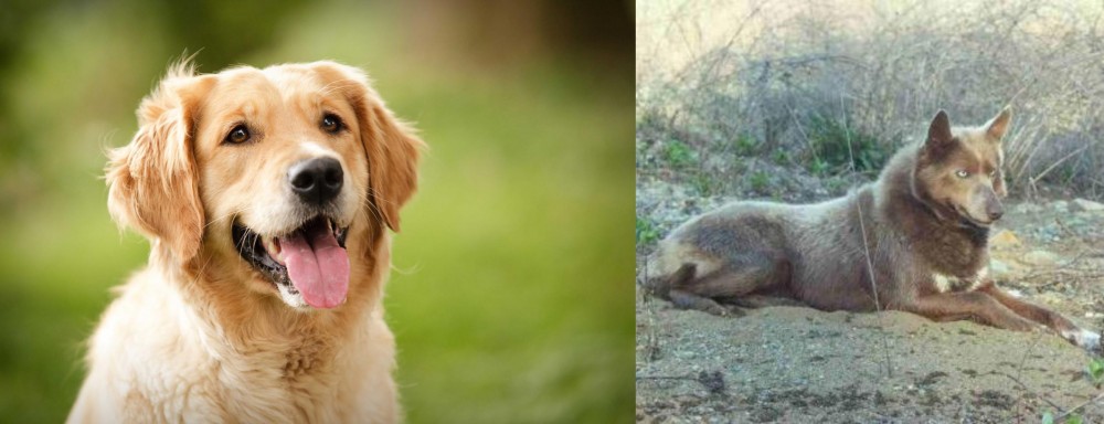 Tahltan Bear Dog vs Golden Retriever - Breed Comparison