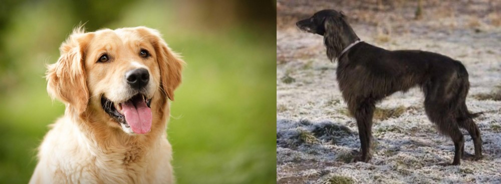 Taigan vs Golden Retriever - Breed Comparison